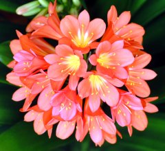 Clivia