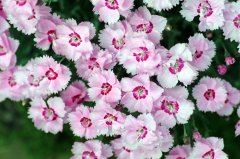 Alpine Pinks