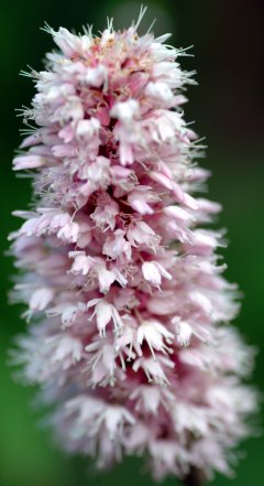 Polygonum Superbum